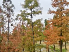 -上海长兴岛郊野公园