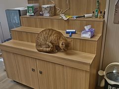 -唐小姐の私宠·宠物洗护美容·撸猫馆·购宠(周浦万达旗舰店)