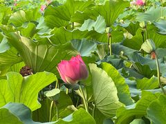 -黄兴公园
