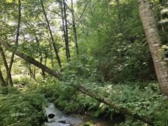 -五营红松林海景区