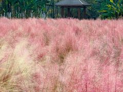 -艾溪湖湿地公园