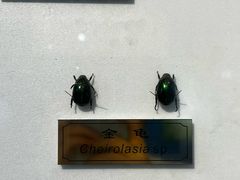 -上海昆虫博物馆