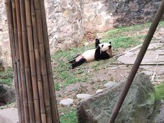 -都江堰中华大熊猫苑