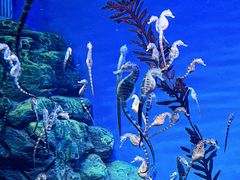 -上海海洋水族馆