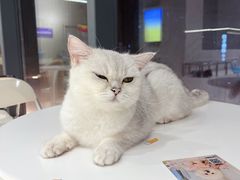 -怪兽屋·羊驼·猫咖·狗咖(俊华广场店)