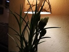 -长春藤咖啡(北园店)