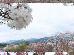 -天适樱花悠乐园