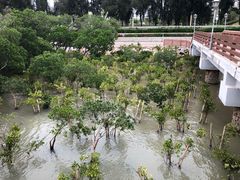 -宝安西湾红树林湿地公园