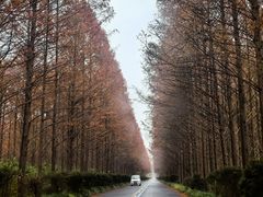 -黄海国家森林公园