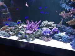 -暹罗海洋世界