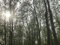 -合肥滨湖国家森林公园