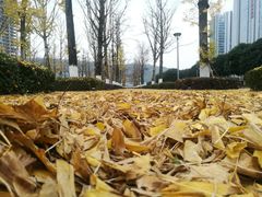 -百林公园-两江幸福广场