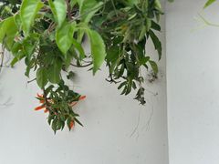 -瑞丰园庭院餐厅·白族传统家常菜