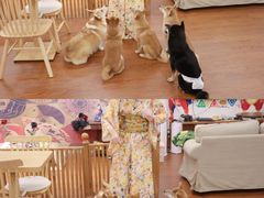-豆柴町-柴犬主题狗咖(红鼎国际C座店)