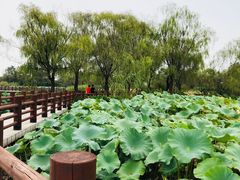 -长兴太湖图影湿地文化园