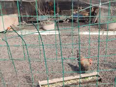 -小鱼草莓采摘园农家乐·小鱼餐厅