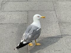 -圣马可广场