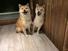 -百好乐宠物友好餐厅(朝外大街店)