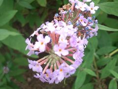 白塘生态植物园&nbsp;(7)-白塘生态植物园