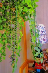 -弗蕾亚·和月月子调理院(东湖店)