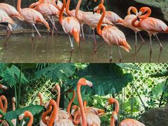 -海南热带野生动植物园