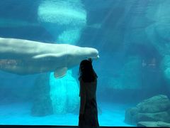 -海合安武汉极地海洋公园