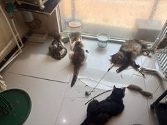-平行世界·猫咖(首经贸店)