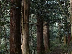-天目山大树王景区