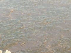 -长洲岛都市农业公园