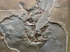 -辽宁古生物博物馆