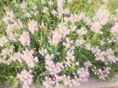 -天津东丽湖风景区