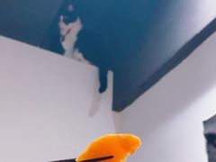 -原田新料理(1912店)