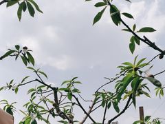 -玫瑰庄园·自助烧烤·烤全羊·团建拓展(龙泉山店)