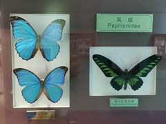 -上海昆虫博物馆