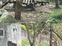 -都江堰中华大熊猫苑
