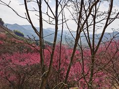 -新建村梅花