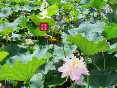-荷塘月色湿地公园·向阳花洲
