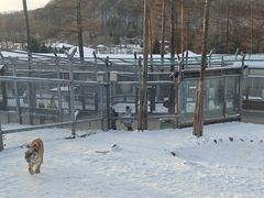 -横道河子东北虎林园