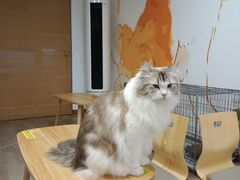 -柴迷FANS CLUB·柴犬狗咖·猫咖