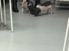 -我爱猫咪·猫咖·狗咖·安哥拉兔·羊驼咖(小寨华旗店)