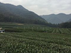 -龙坞茶村
