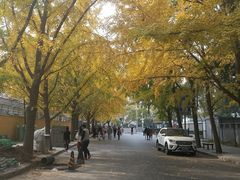 -三里屯东五街银杏大道