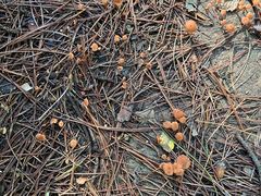 -帽儿山国家森林公园