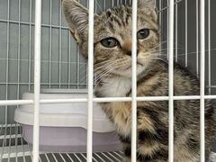 -翊宠yipet猫狗购宠庄园犬舍•猫舍