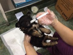 伟伟宠物医院-伟伟宠物医院·CT影像中心·瑞派犬猫综合性门诊(汉口总院)