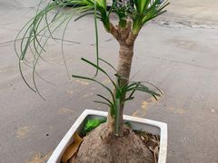 -秦美花卉(天朗·莱茵小城2期店)