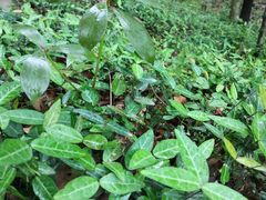 -上海佘山国家森林公园天马山园