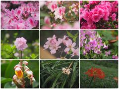 -中国科学院华南植物园