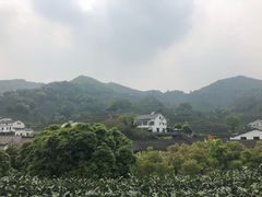 -龙井村