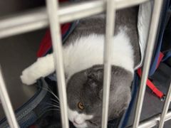 -纳吉亚猫专科动物医院(康都外科中心)